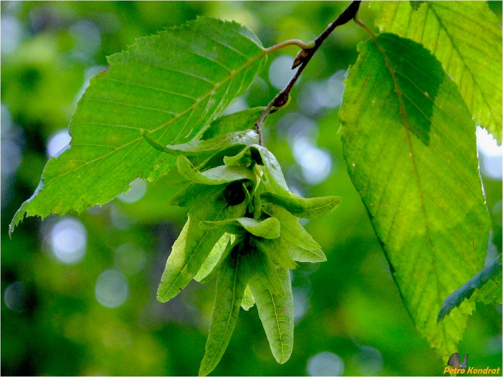 Изображение особи Carpinus betulus.