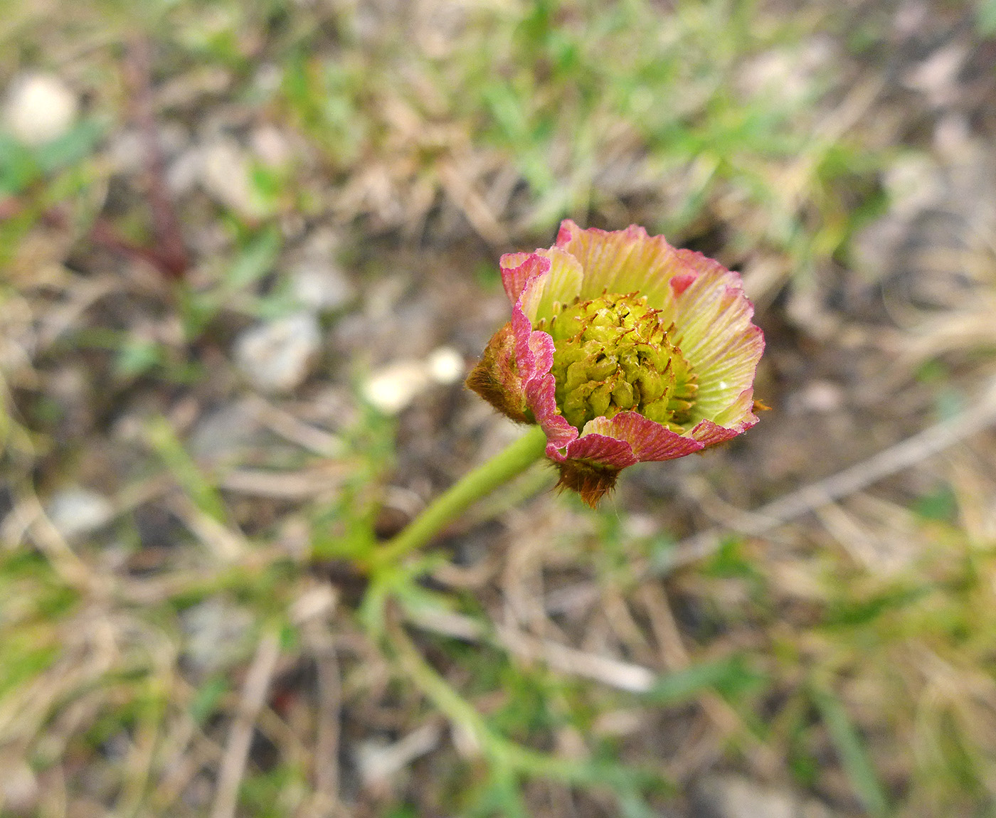 Изображение особи Beckwithia chamissonis.