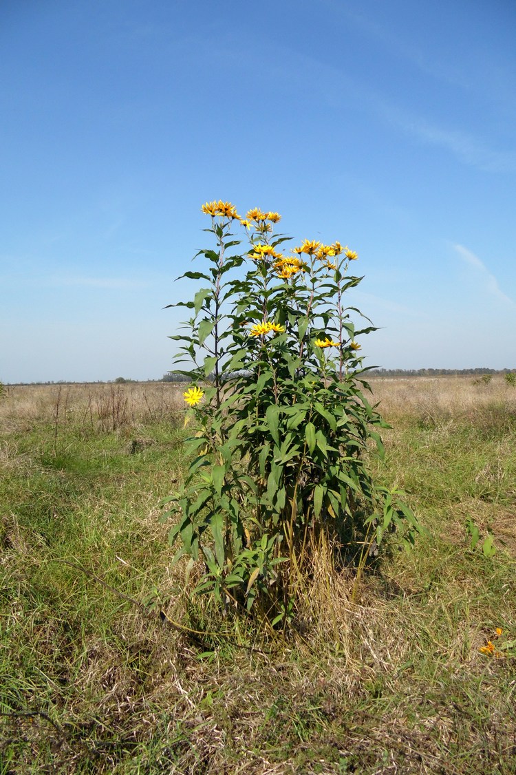 Image of Helianthus tuberosus specimen.