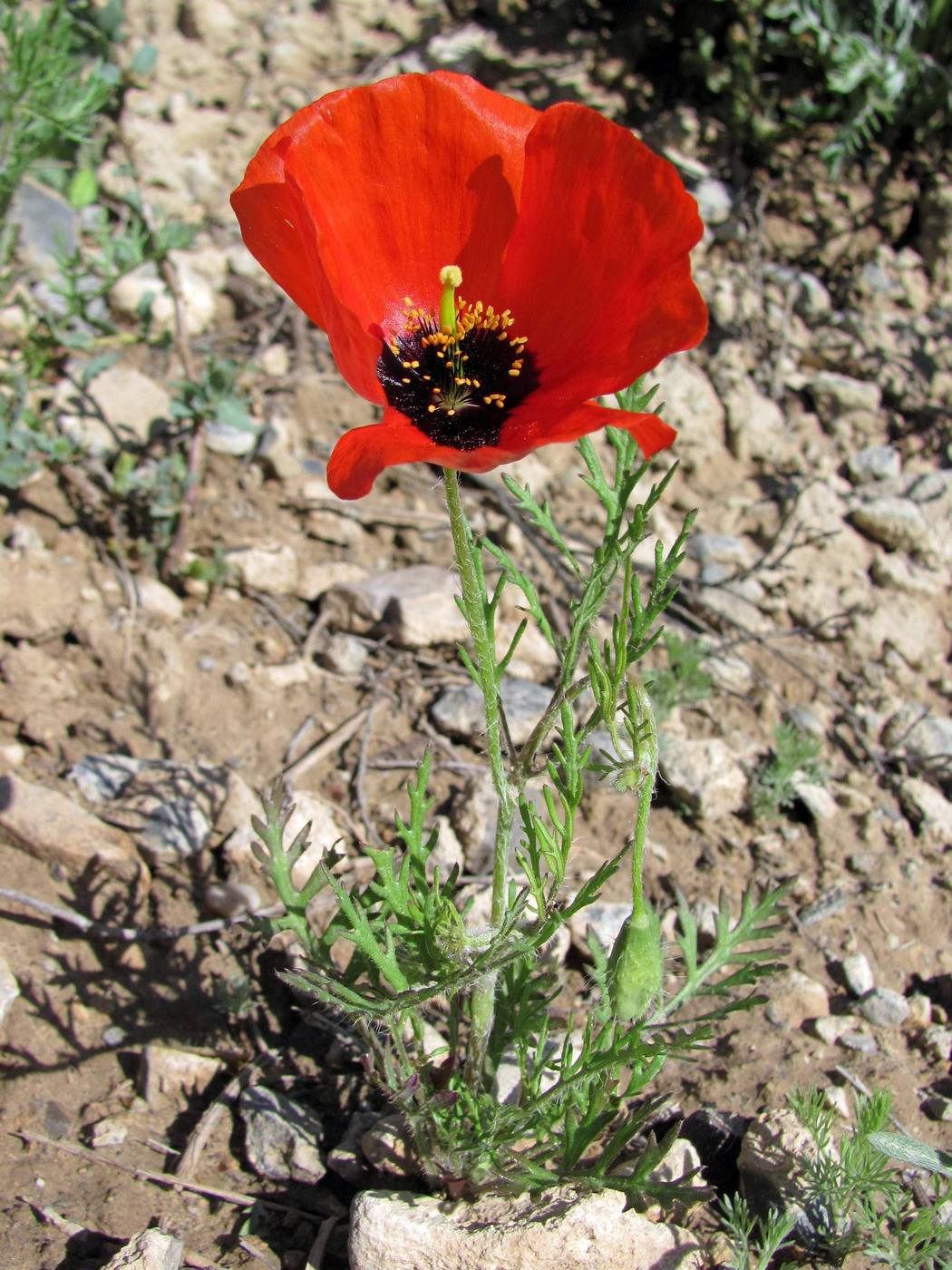 Image of Roemeria refracta specimen.