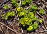 Trollius ranunculinus. Расцветающие растения. Северная Осетия, Ирафский р-н, долина р. Гебидон, выс. около 2500 м н.у.м., на краю снежника. 07.07.2016.