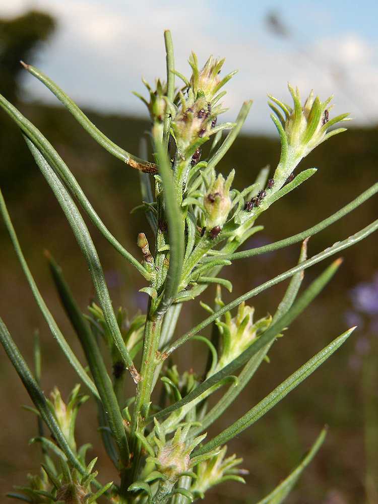 Image of Galatella pontica specimen.