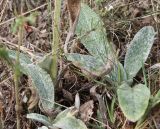 Stachys cretica