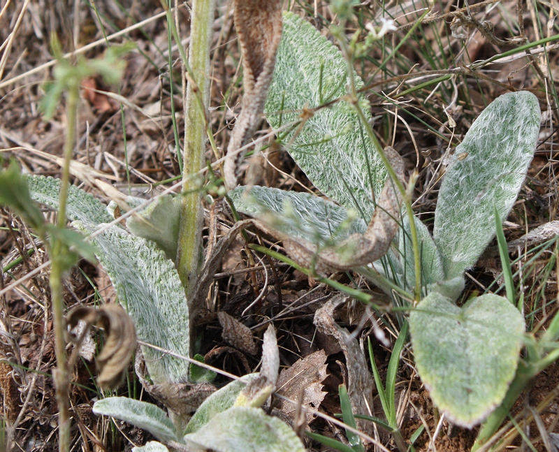 Image of Stachys cretica specimen.