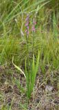 Spiranthes australis. Цветущее растение. Приморский край, Партизанский р-н, окр. пос. Волчанец, сухая травянистая растительность на приморской песчаной террасе. 07.08.2015.