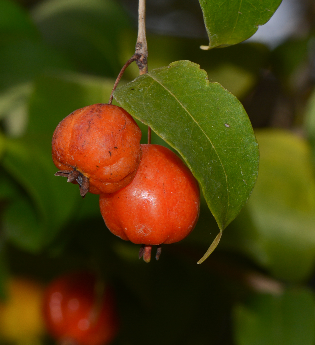 Image of Eugenia uniflora specimen.