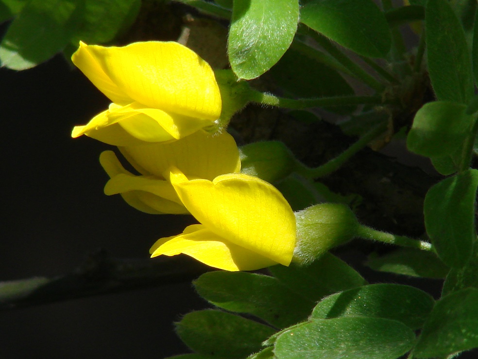 Image of Caragana arborescens specimen.