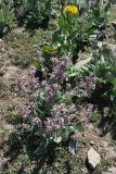 Phlomoides canescens