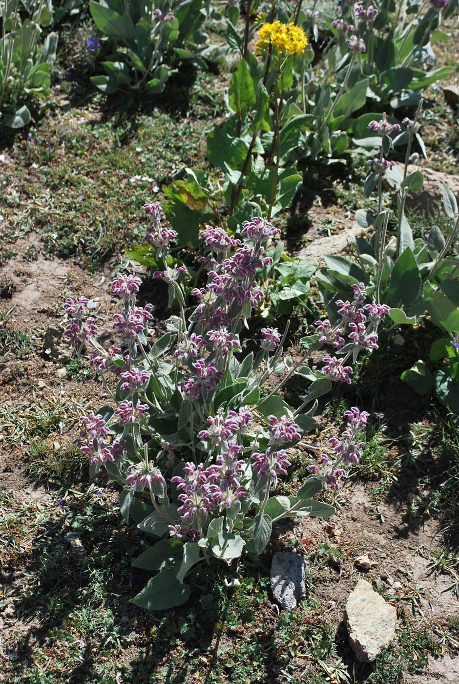 Изображение особи Phlomoides canescens.