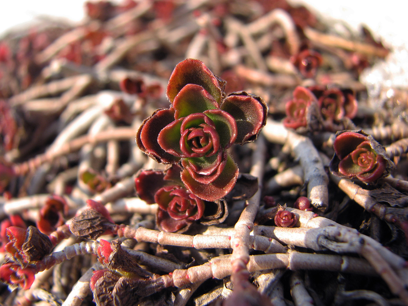 Изображение особи Sedum spurium.