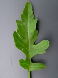 Rorippa palustris