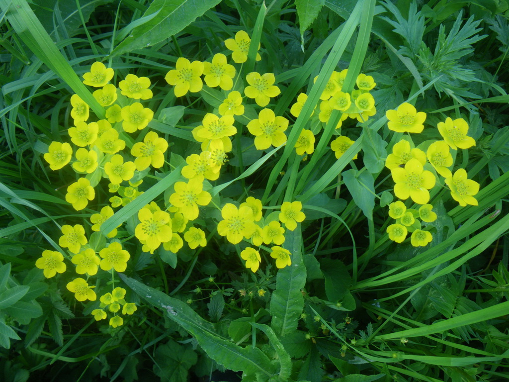 Изображение особи Bupleurum aureum ssp. porfirii.