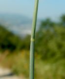 Poa compressa