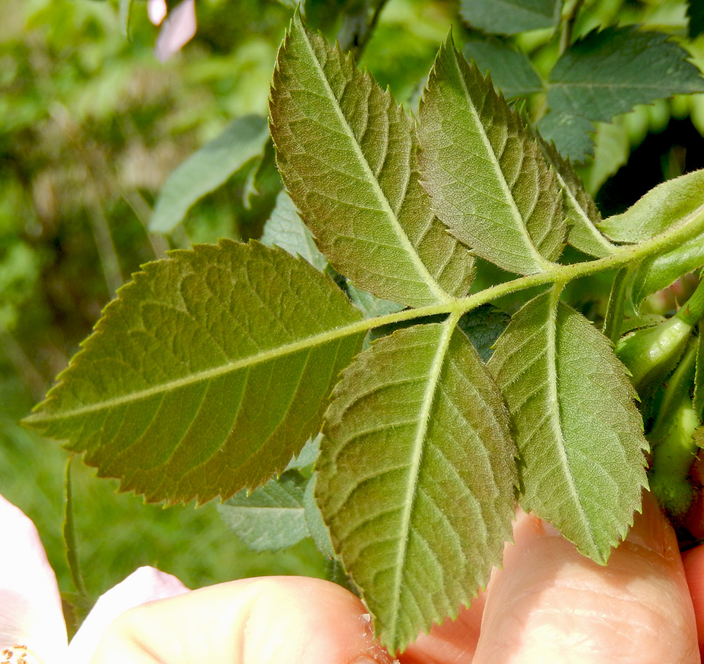 Image of Rosa corymbifera specimen.