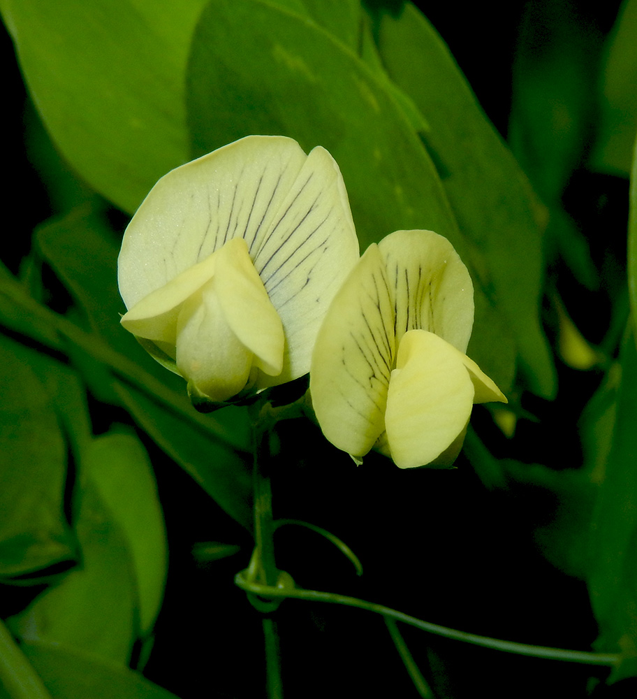 Изображение особи Lathyrus aphaca.