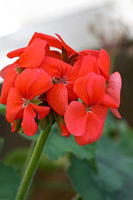 Изображение особи Pelargonium hortorum.