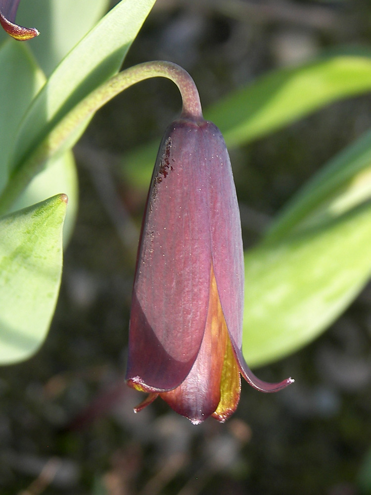 Изображение особи Fritillaria armena.