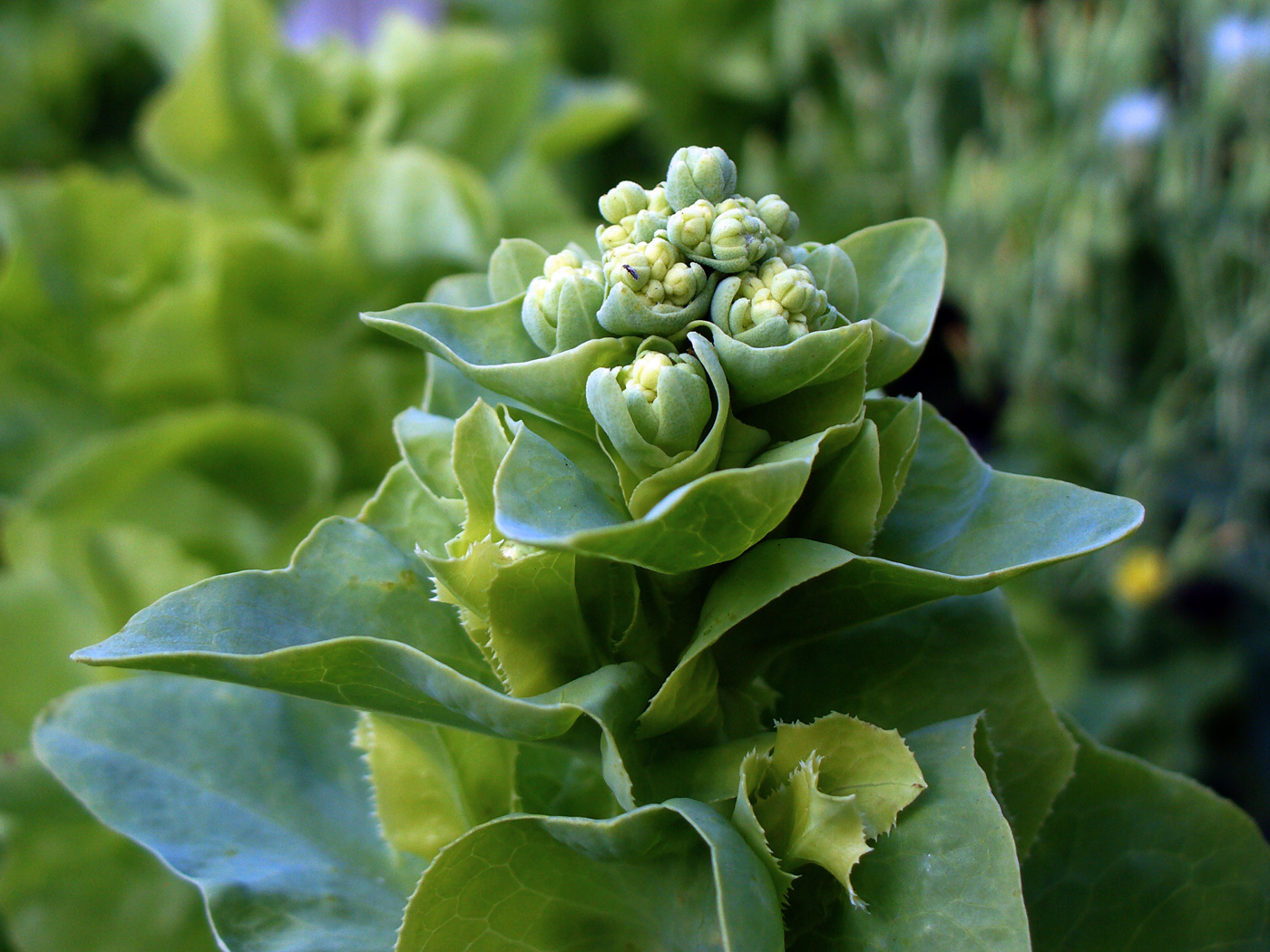 Image of Lactuca sativa specimen.