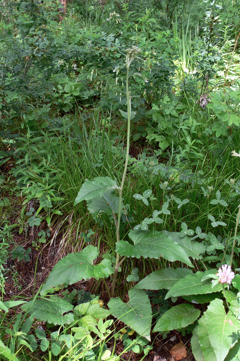 Image of Saussurea controversa specimen.