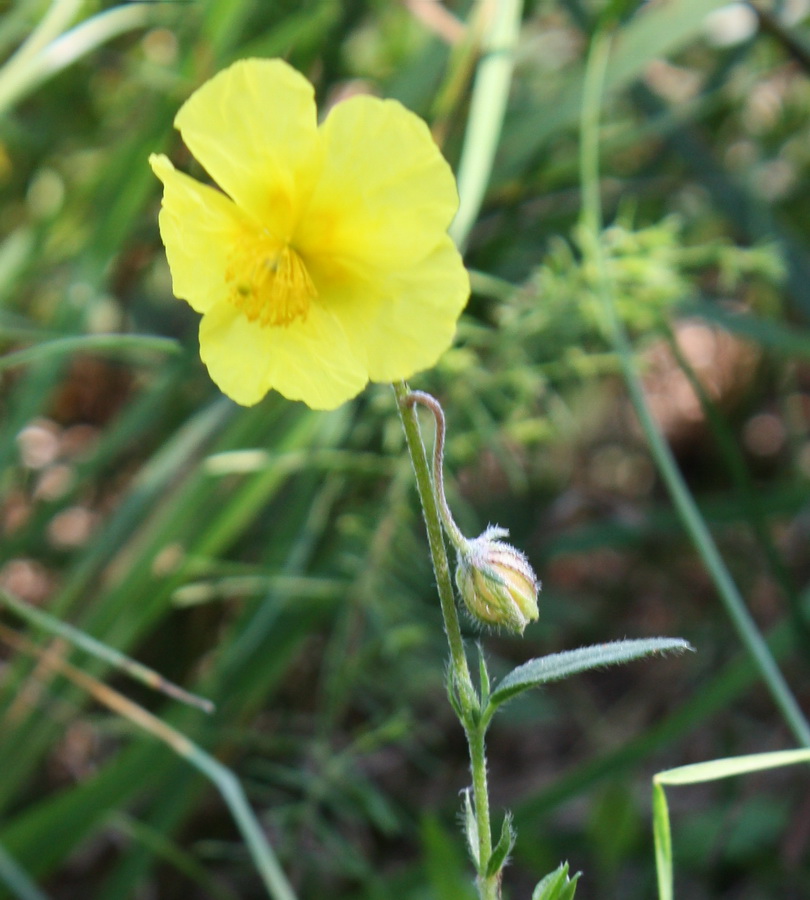 Image of Helianthemum grandiflorum specimen.