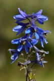 Delphinium elatum. Верхушка соцветия с цветками и плодами. Джунгарский Алатау. Казахстан, Алматинская обл., Ескельдинский р-н, левый берег р. Коксу, лесистое ущелье притока, сбегающего с пер. Онар, 1910 м н.у.м. 17.08.2016.