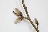 Populus tremula