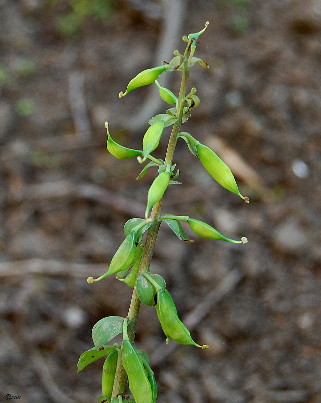 Image of Corydalis marschalliana specimen.