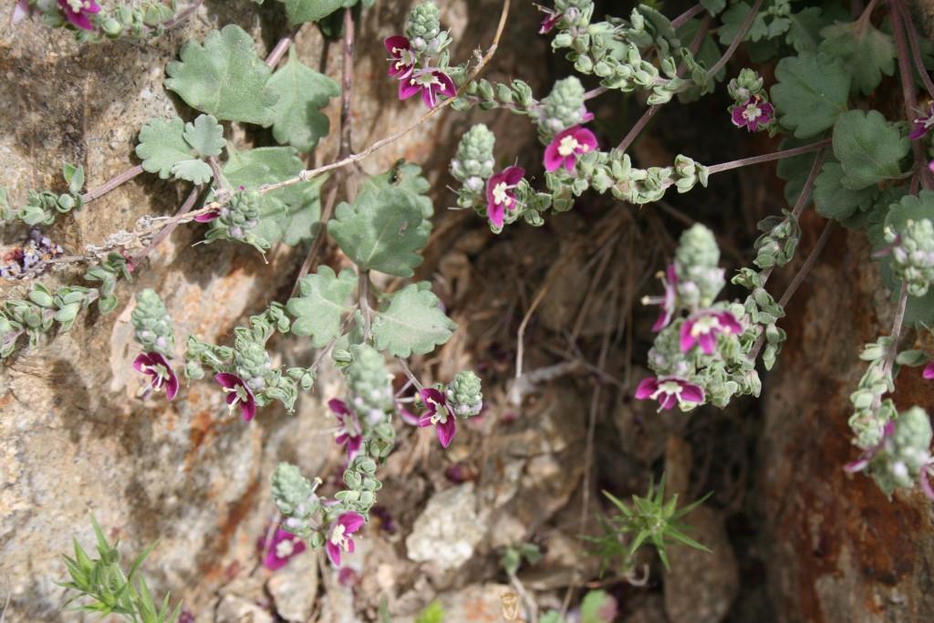 Изображение особи Veronica microcarpa.