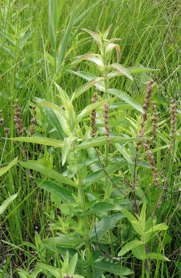 Image of Lythrum salicaria specimen.