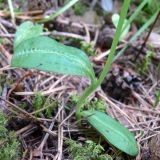 Dactylorhiza viridis