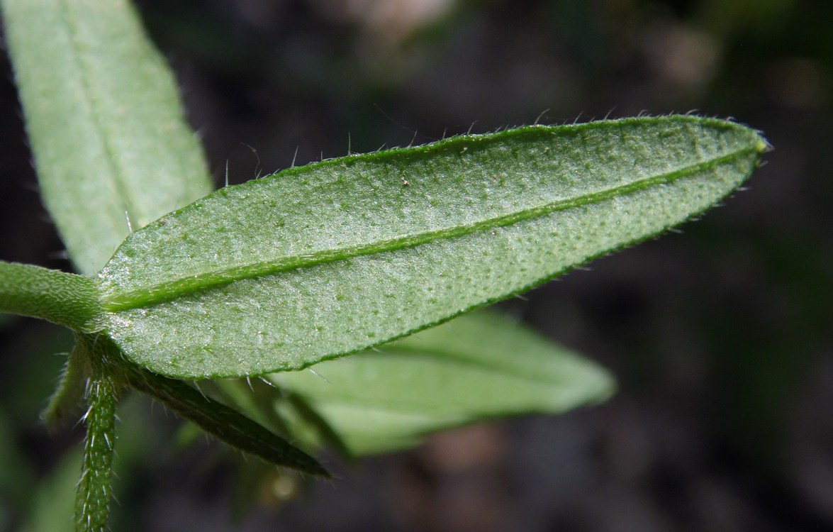 Image of Buglossoides arvensis specimen.