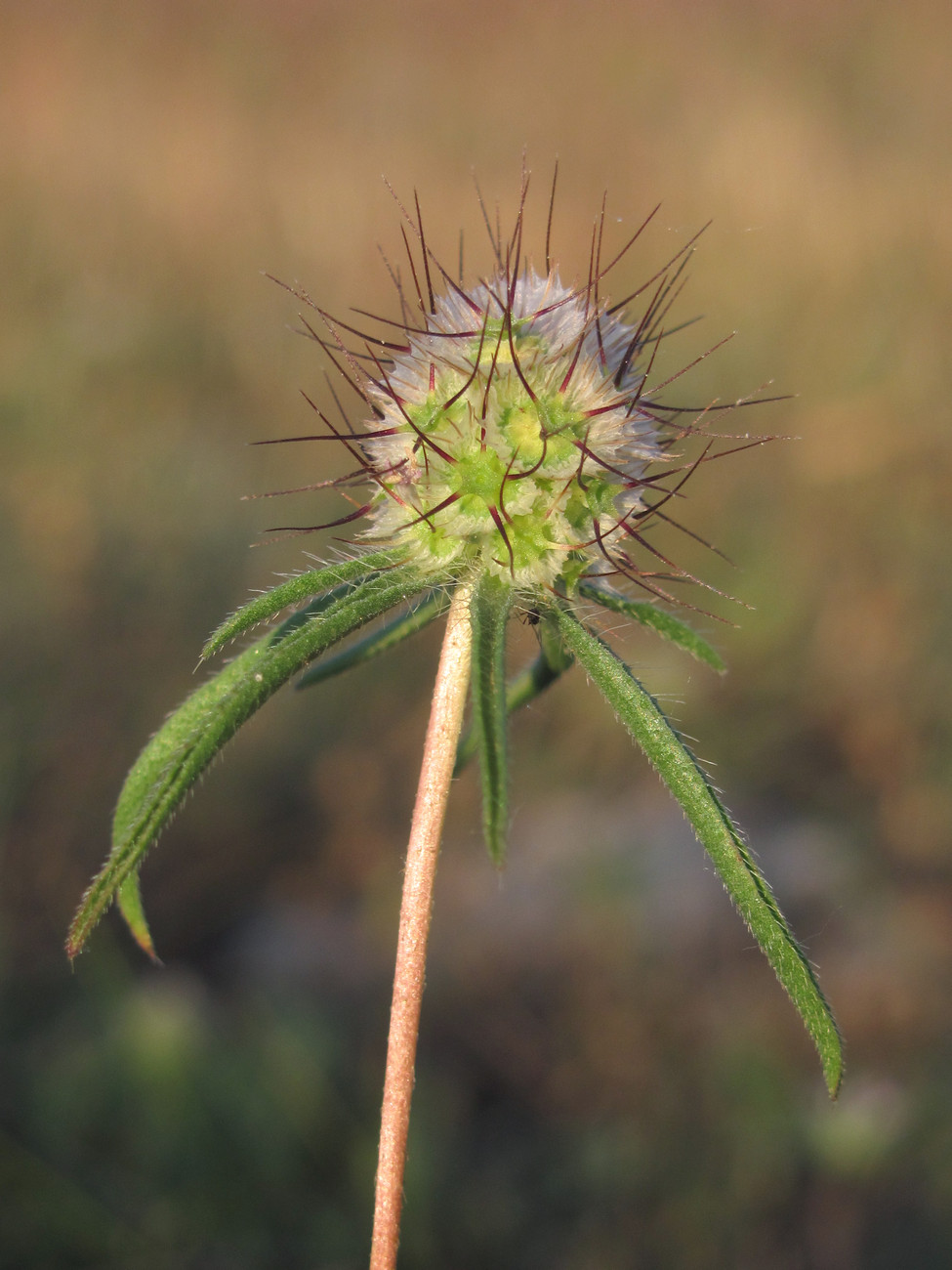 Image of Lomelosia divaricata specimen.