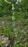 Blackstonia perfoliata