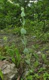 Blackstonia perfoliata. Зацветающее растение. Краснодарский край, м/о город-курорт Сочи, окр. с. Монастырь, просека под ЛЭП. 12 июня 2017 г.