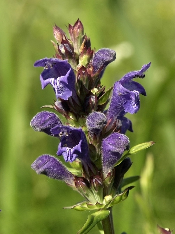 Image of Dracocephalum ruyschiana specimen.