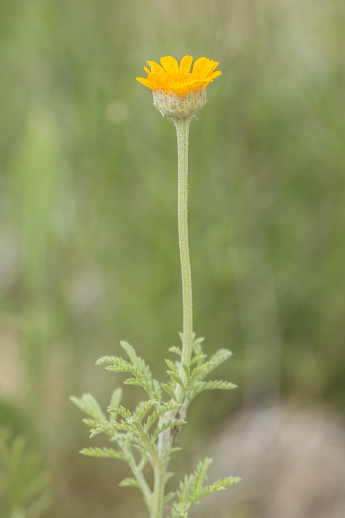 Изображение особи Anthemis tinctoria.