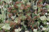 Cladonia gracilis ssp. turbinata