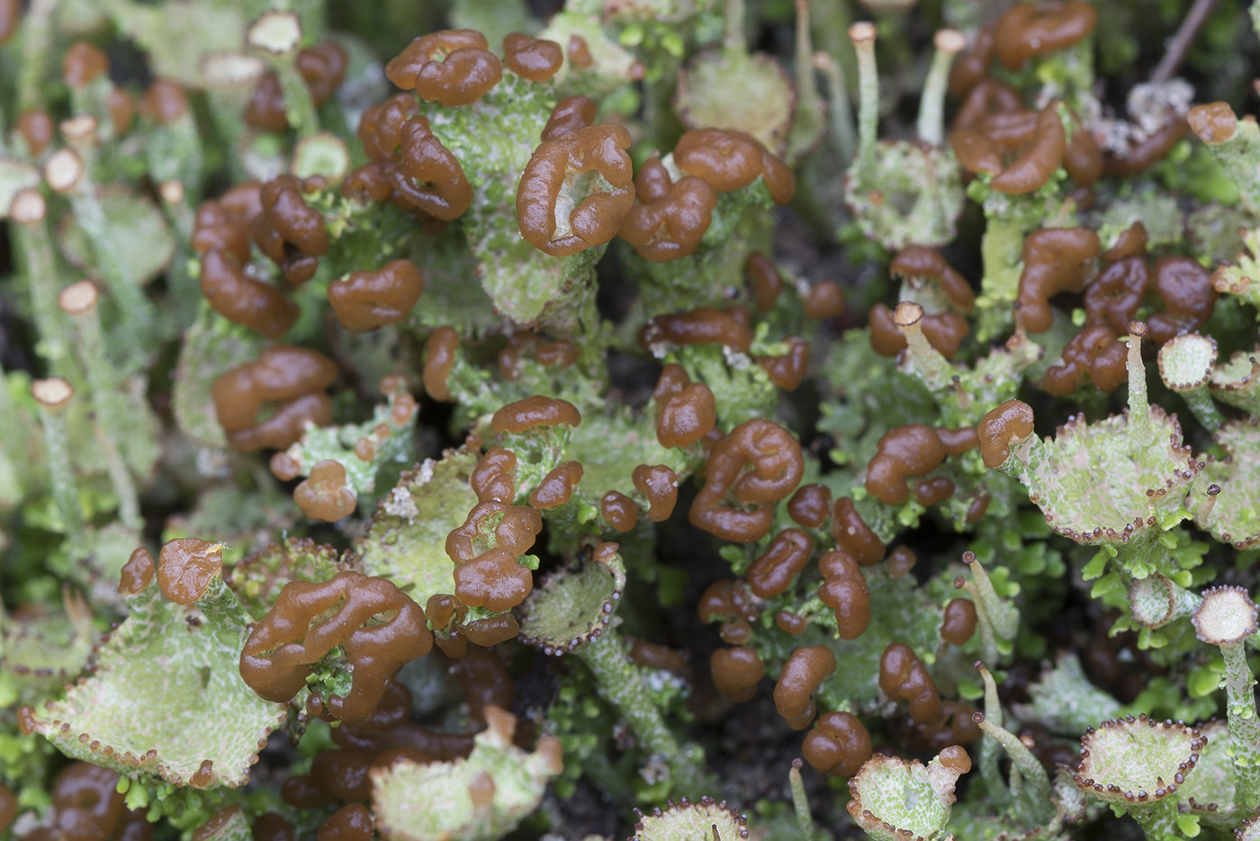 Изображение особи Cladonia gracilis ssp. turbinata.