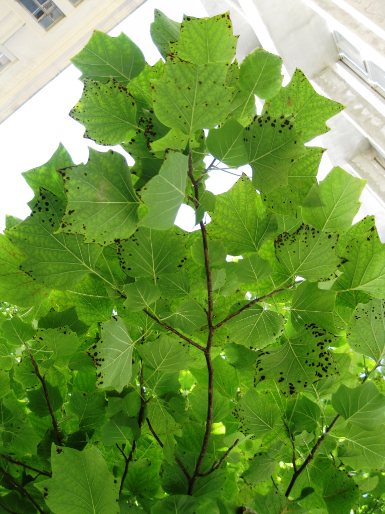 Изображение особи Liriodendron tulipifera.