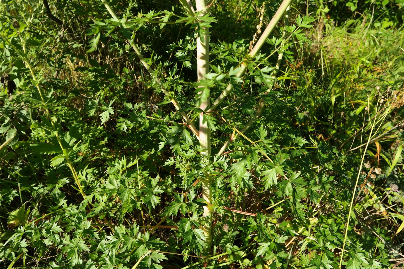 Image of Xanthoselinum alsaticum specimen.