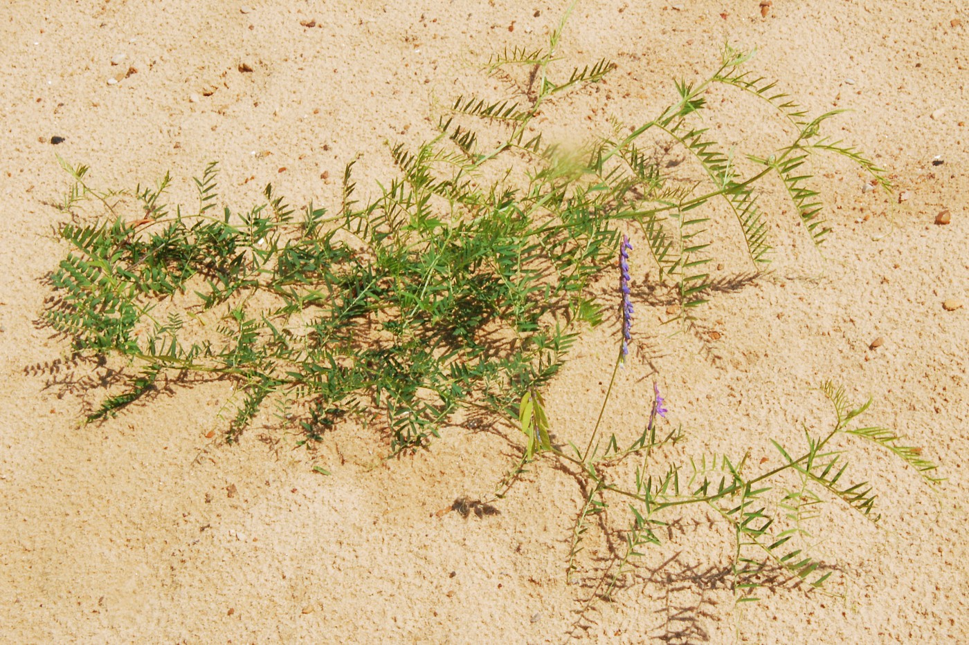 Изображение особи Vicia cracca.