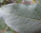 Salix pantosericea. Фрагмент листа (вид сверху). Кабардино-Балкария, Эльбрусский р-н, долина р. Юсеньги, ок. 2300 м н.у.м., каменистое место у р. Юсеньги. 25.08.2017.