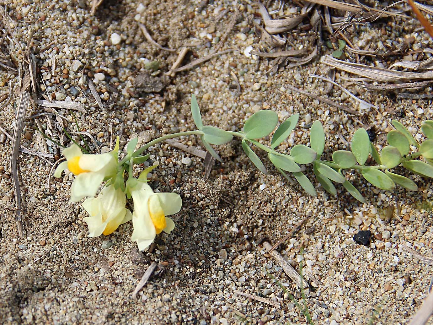 Image of Linaria japonica specimen.