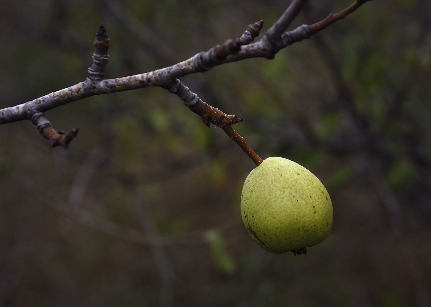 Изображение особи Pyrus communis.