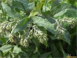 Symphytum officinale. Отцветшие соцветия и листья. Украина, Ивано-Франковская обл., Долинский р-н, окр. г. Долина, на лугу. 27.09.2017.