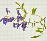 Bolusanthus speciosus