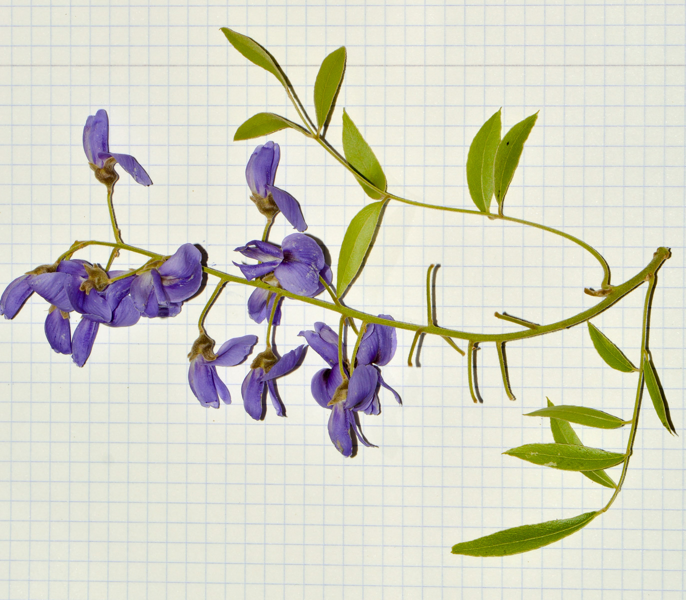 Image of Bolusanthus speciosus specimen.
