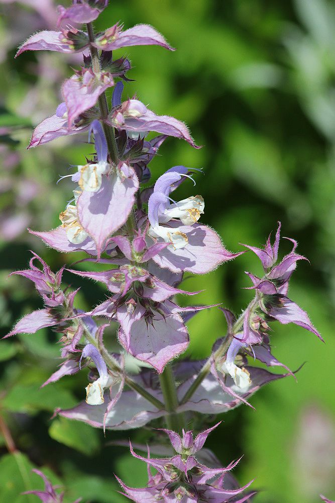 Image of Salvia sclarea specimen.