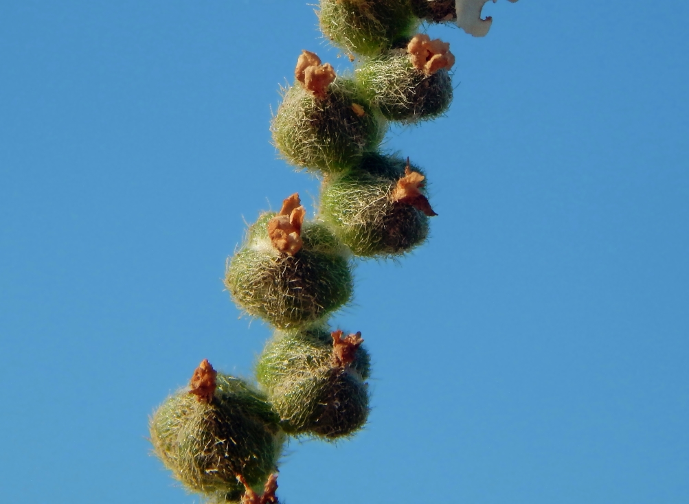 Image of Heliotropium ellipticum specimen.