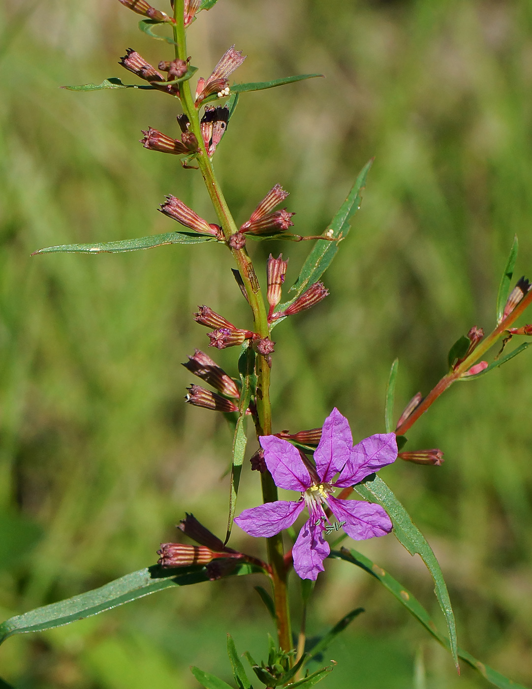 Image of Lythrum virgatum specimen.